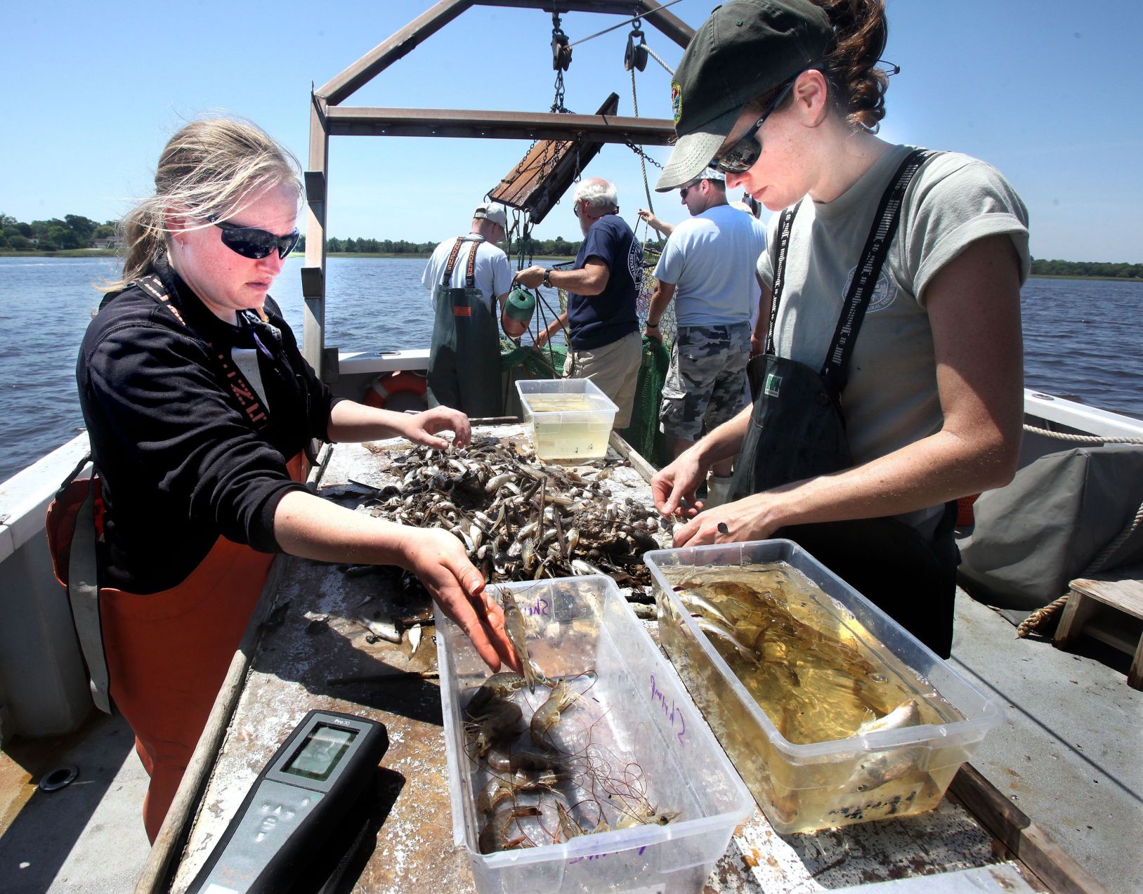 Shrimp Trawl (copy)